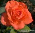 _IGP6012 rose